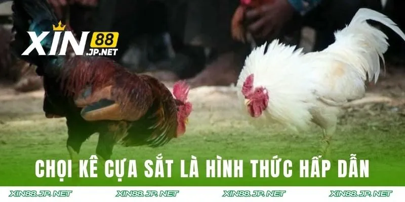 Chọi kê cựa sắt là hình thức thi đấu hấp dẫn