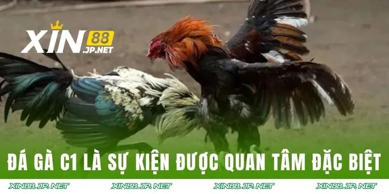 Đá gà C1 là sự kiện được quan tâm đặc biệt