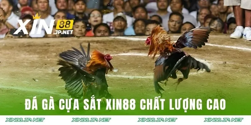 Đá gà cựa sắt XIN88 đảm bảo chất lượng cao
